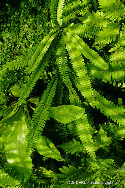 Lige - serres du Jardin Botanique